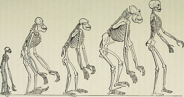 Anthropology, PhD