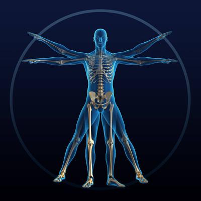 Kinesiology program photo; blue anatomical image with skeleton